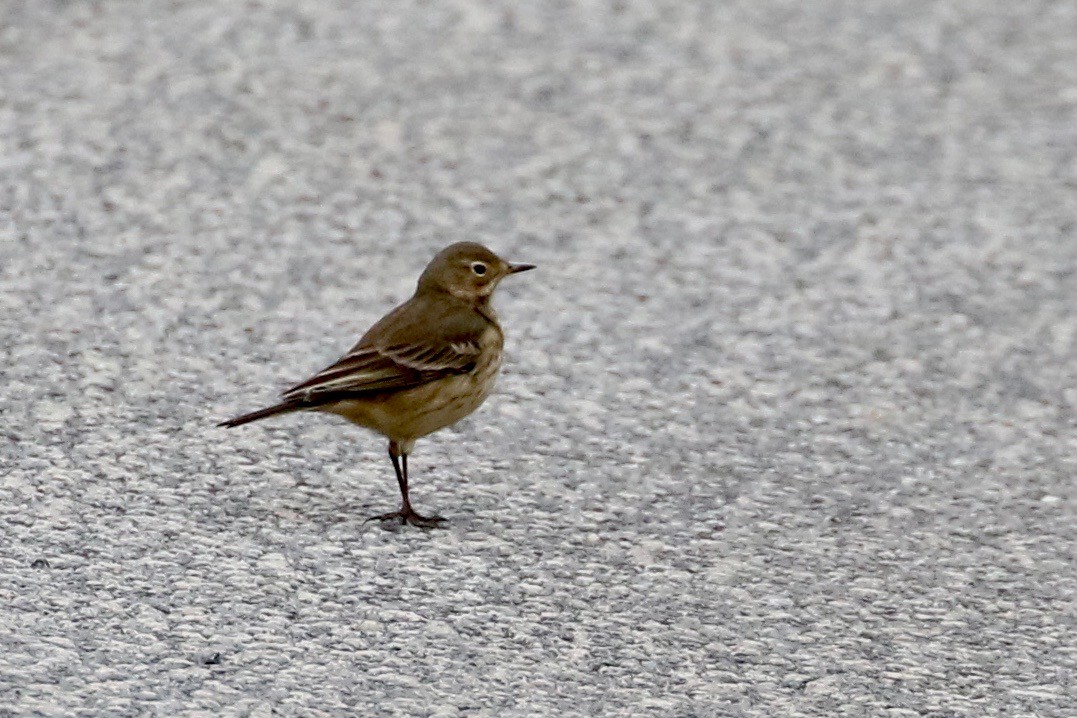 American Pipit - Glen Chapman