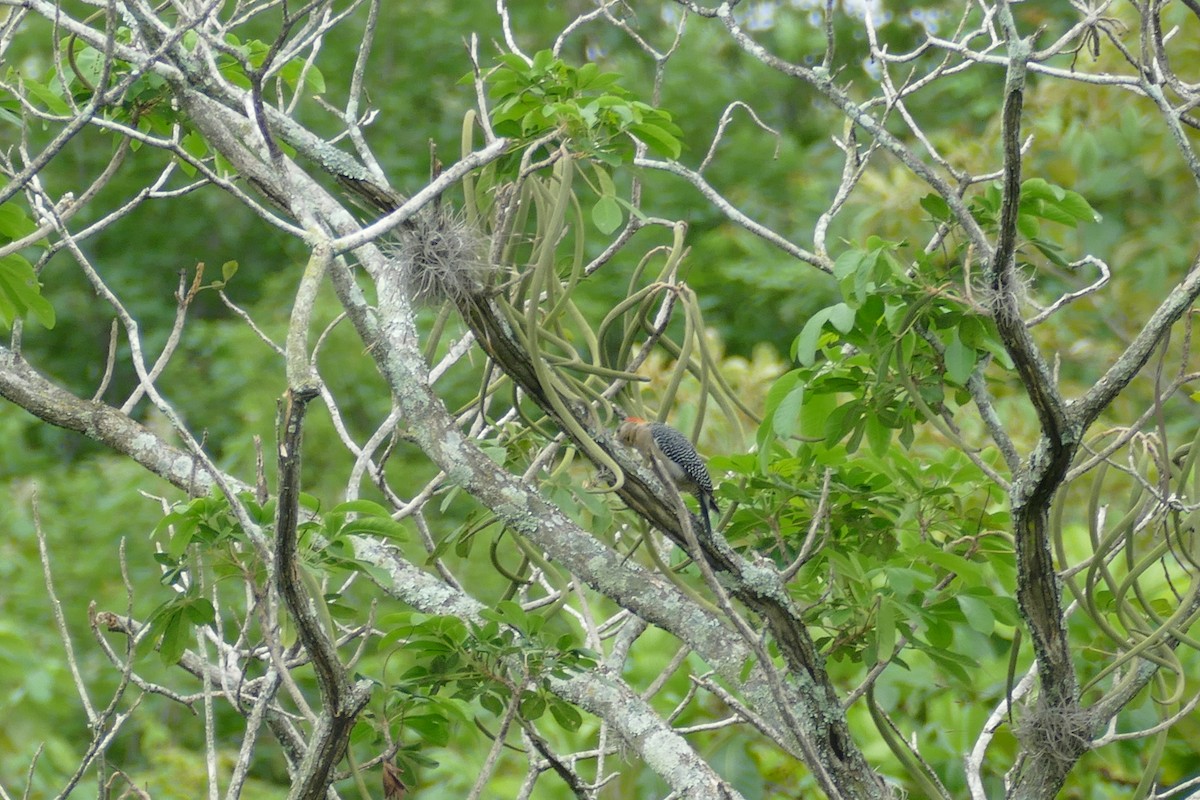 Golden-fronted Woodpecker - Gilberto Flores-Walter (Feathers Birding)