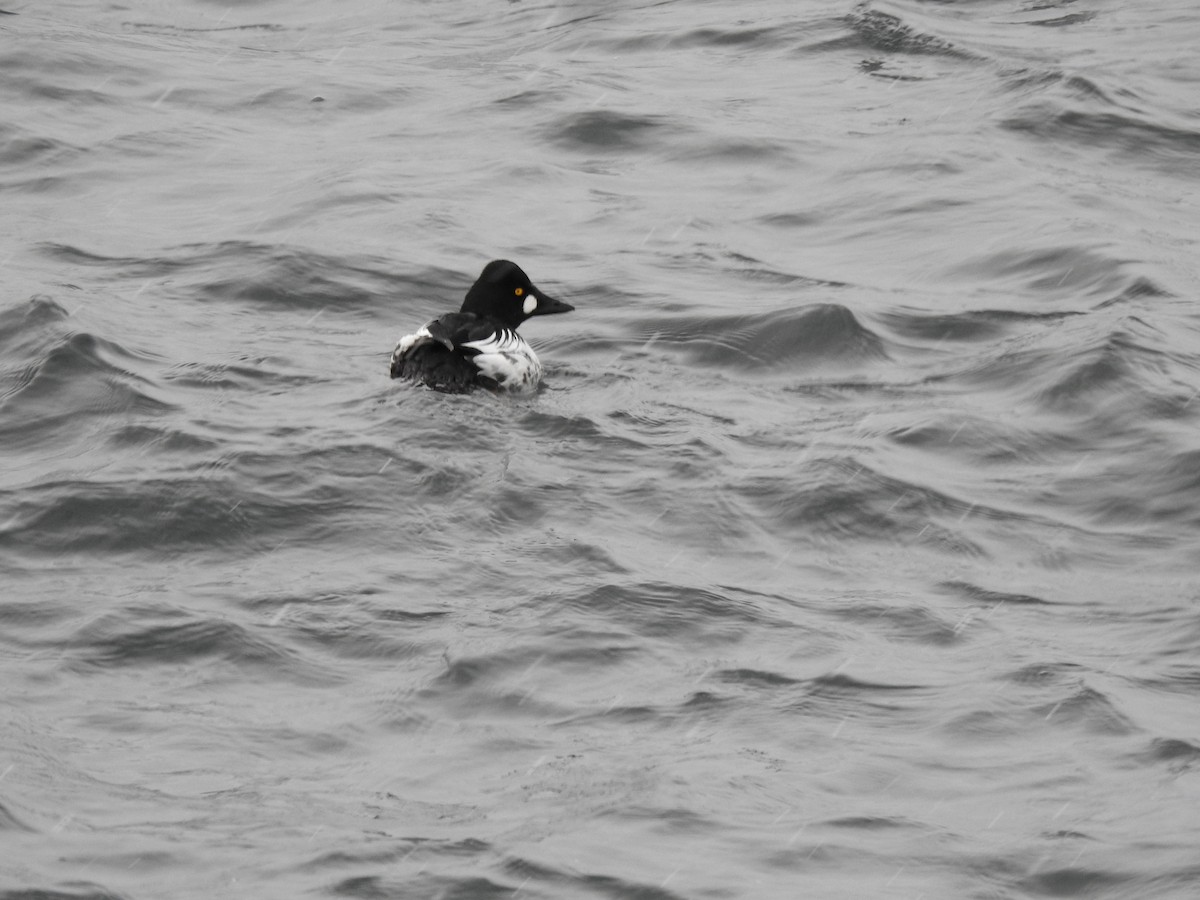 Common Goldeneye - ML188089341