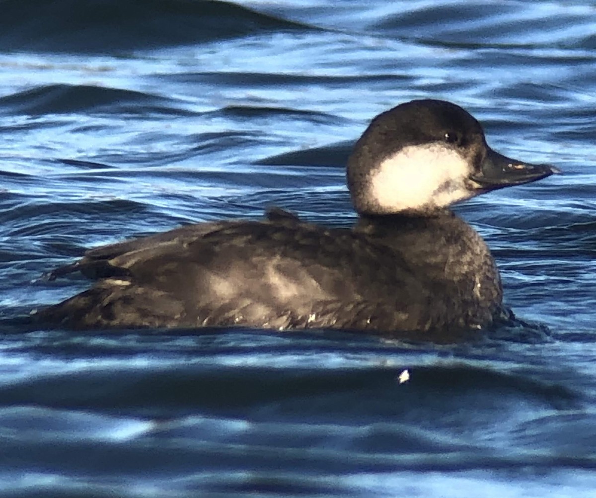 Black Scoter - ML188089371