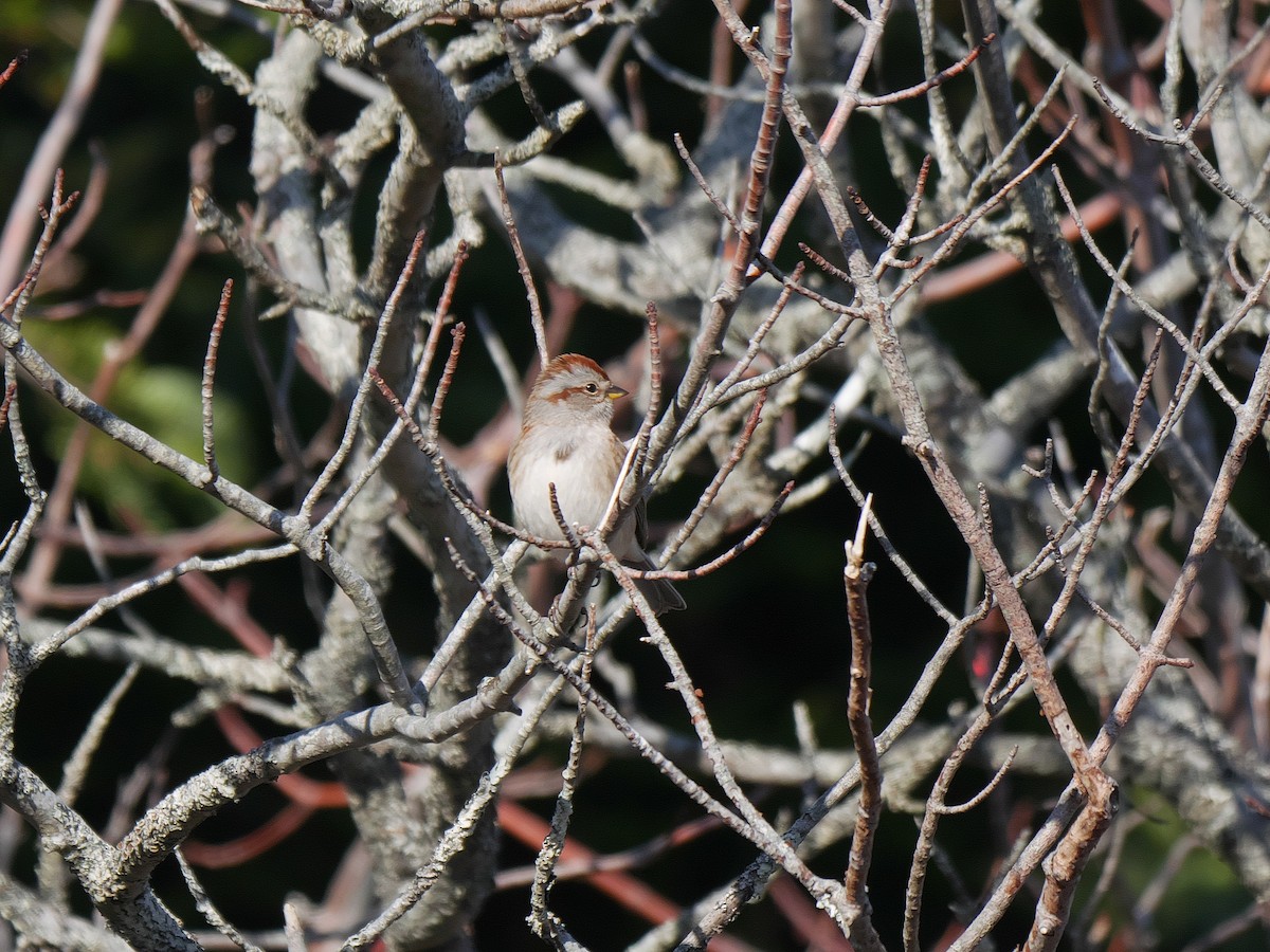 American Tree Sparrow - ML188090091