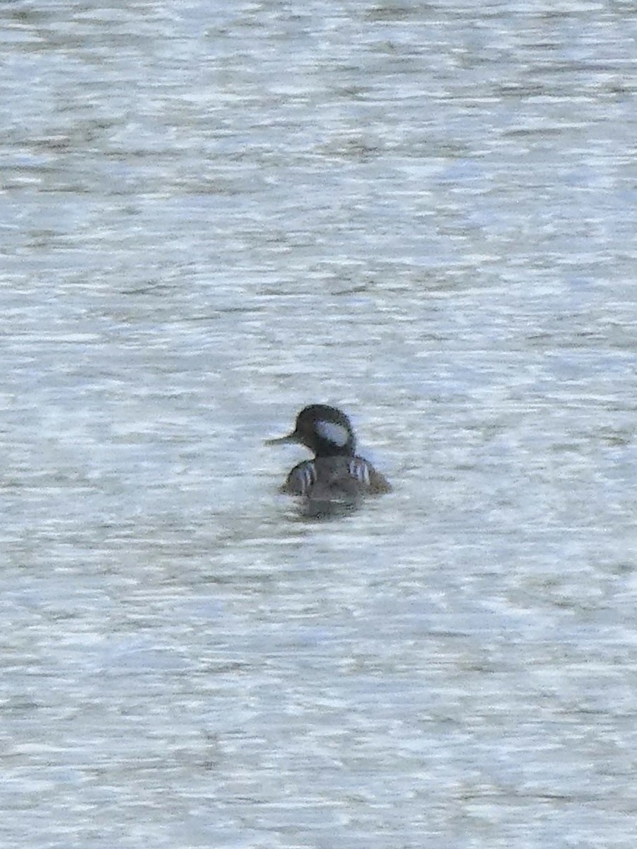 Hooded Merganser - ML188090301