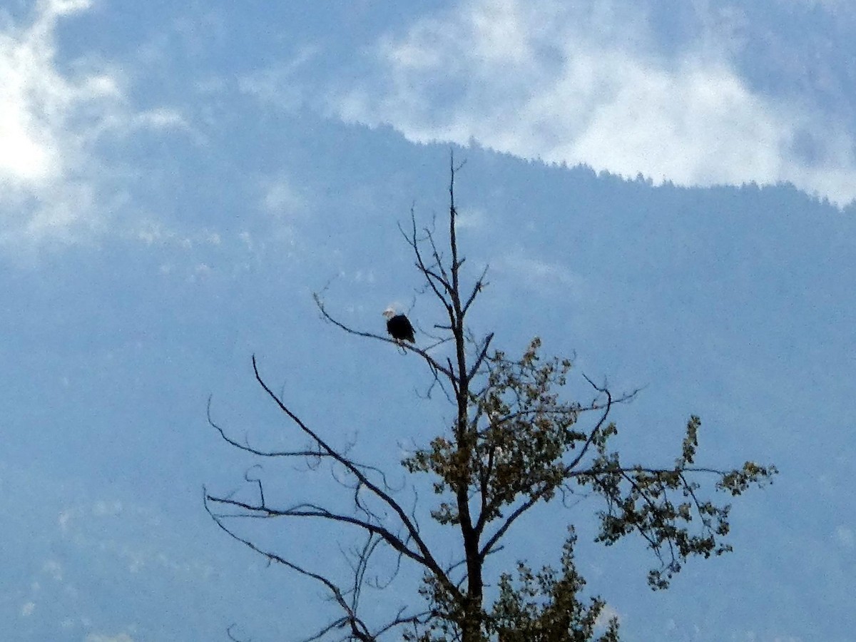 Bald Eagle - ML188090341