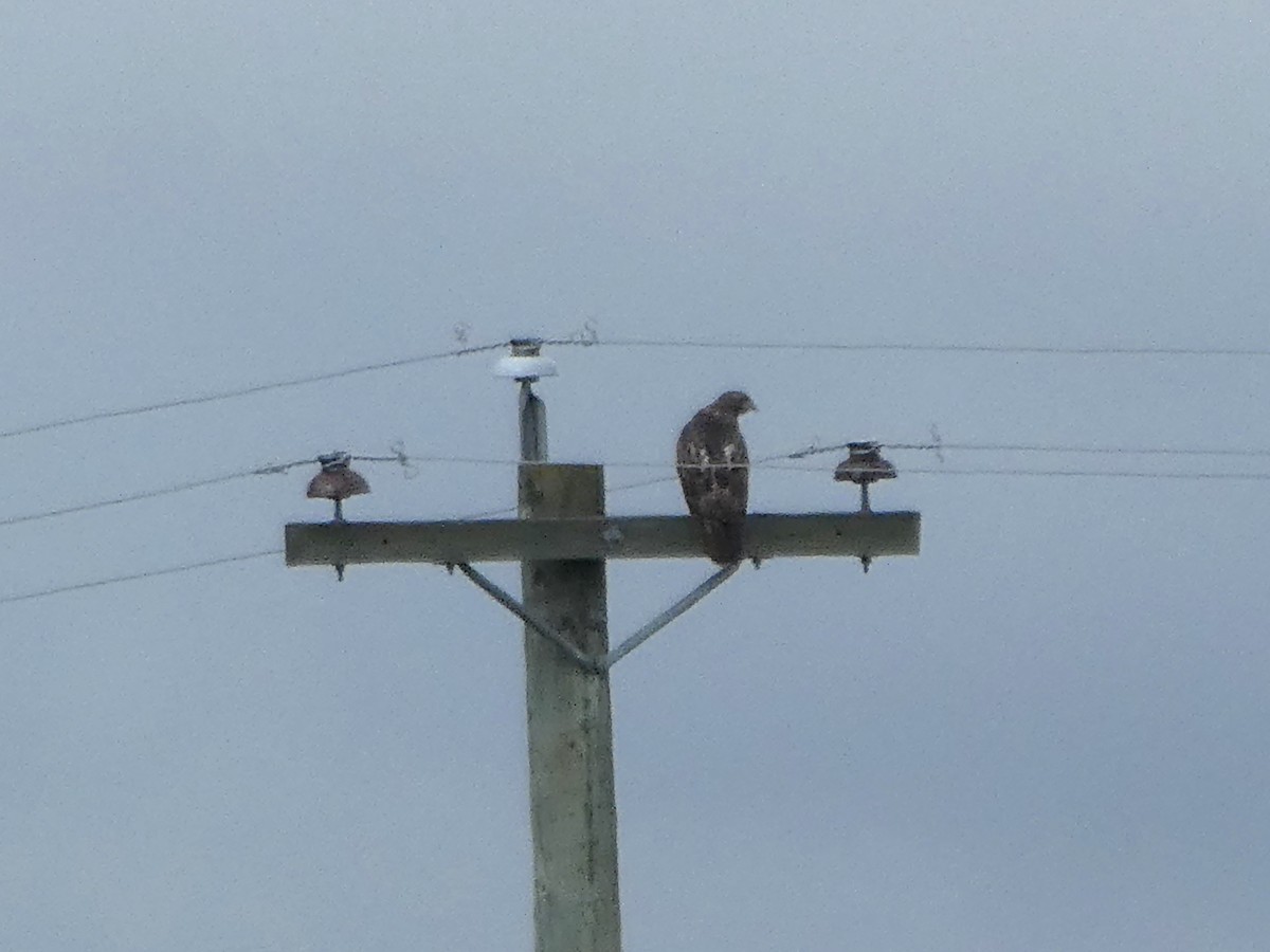 Red-tailed Hawk - ML188090571