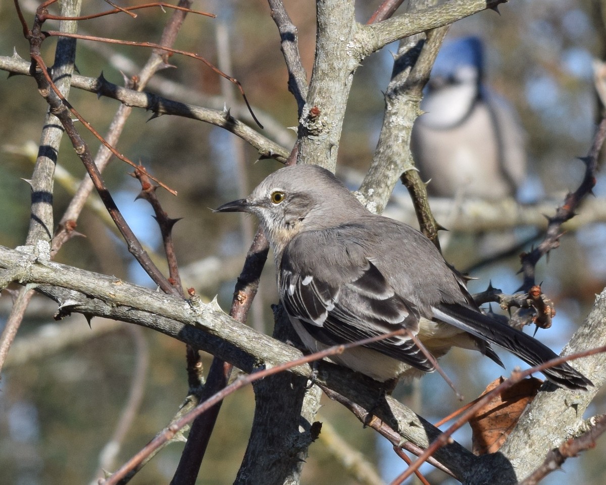 Northern Mockingbird - David Kennedy