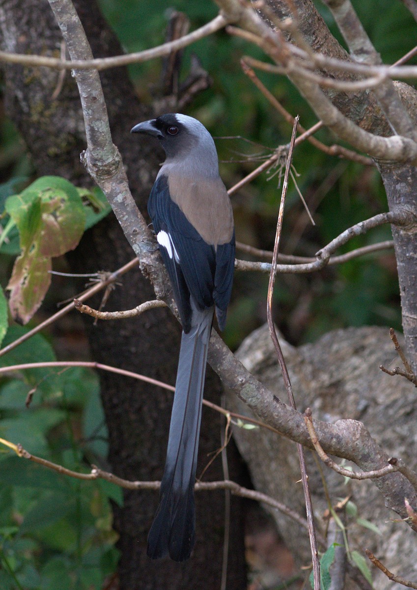 Gray Treepie - ML188096321