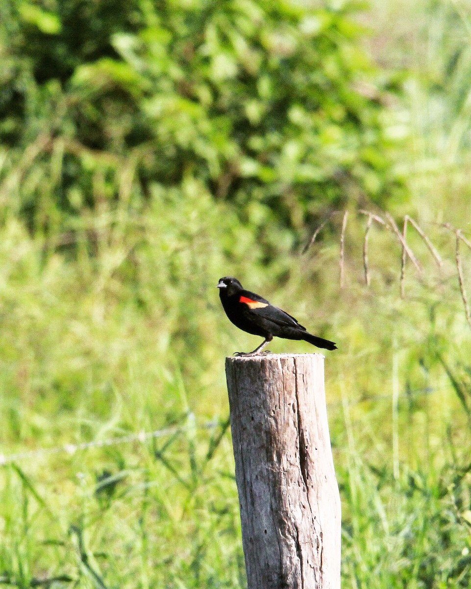 Red-winged Blackbird - ML188096731