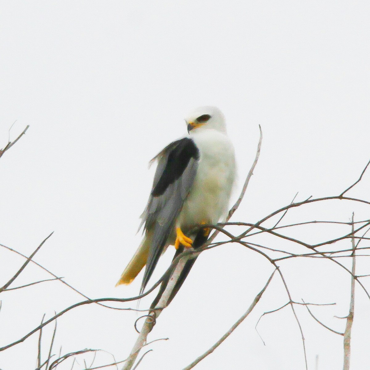 White-tailed Kite - ML188097601