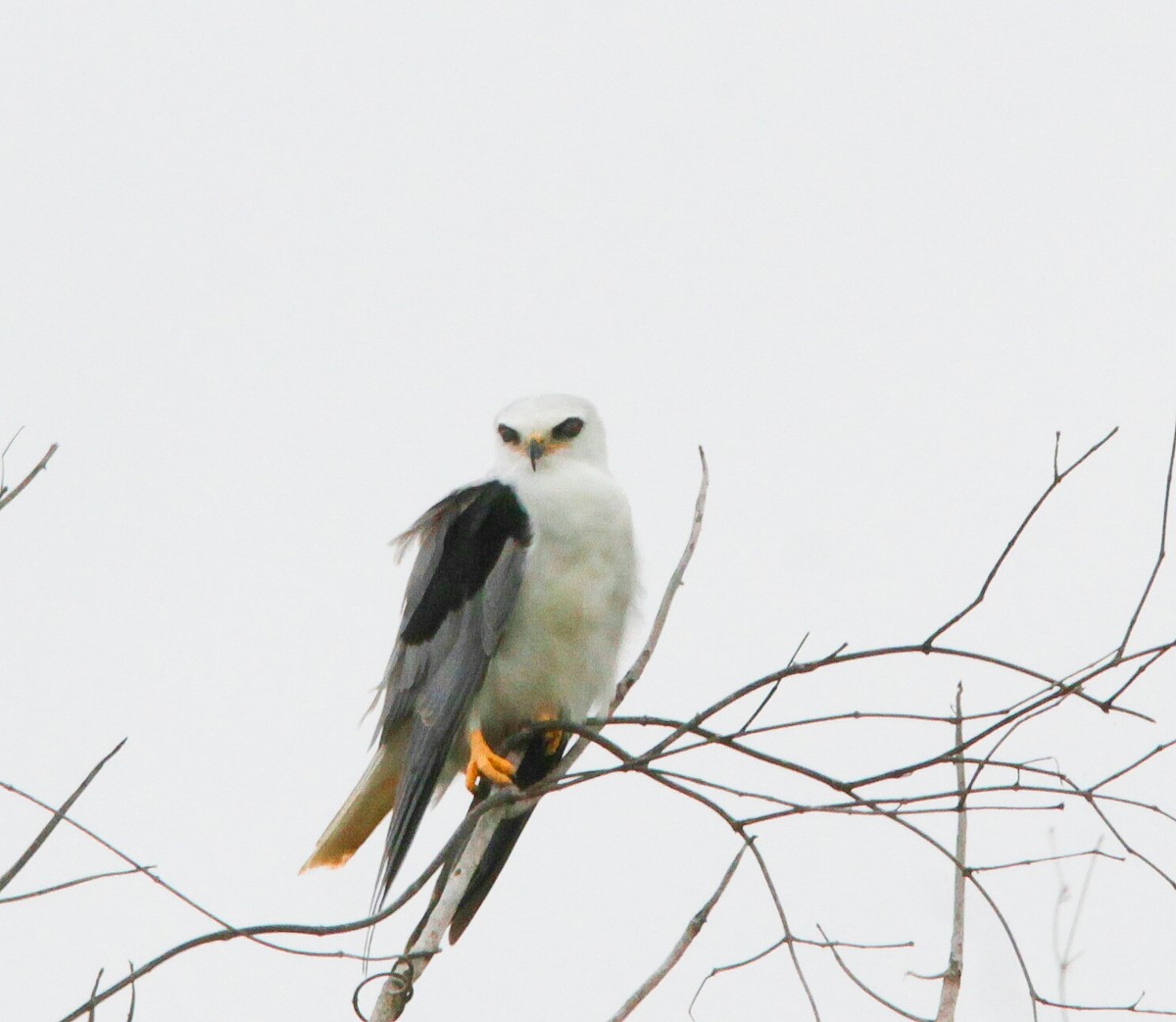 White-tailed Kite - ML188098311