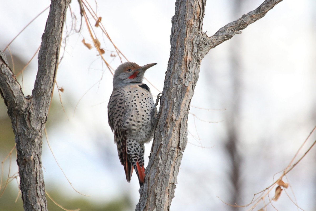 Northern Flicker (Red-shafted) - ML188098851