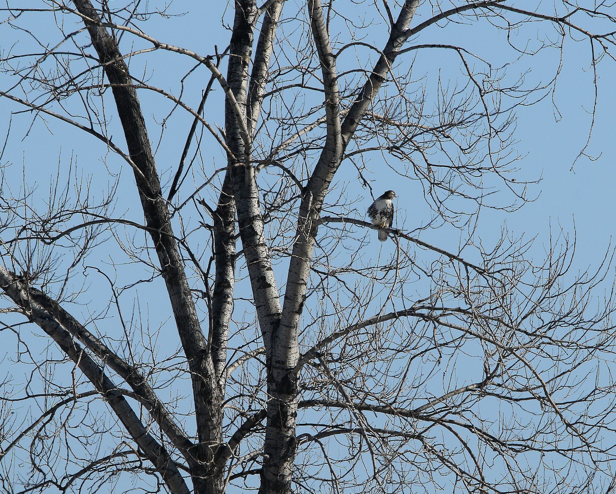 Red-tailed Hawk - ML188099761