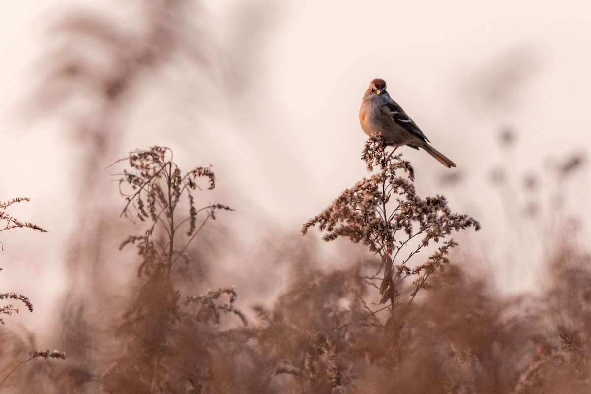 American Tree Sparrow - ML188100081