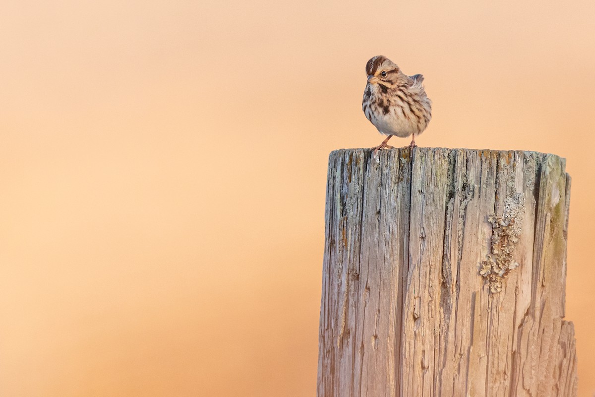 Song Sparrow - ML188100241