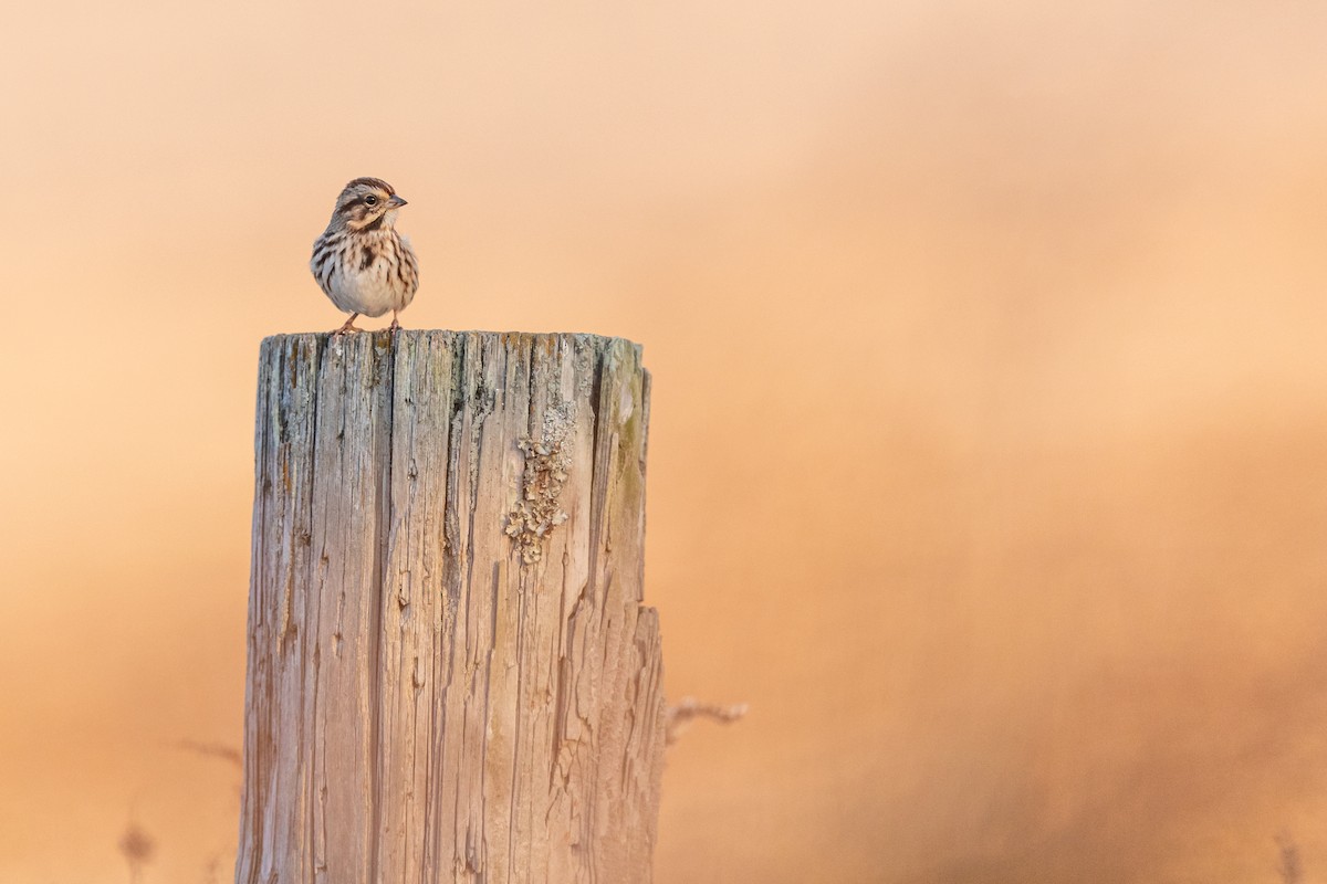 Song Sparrow - ML188100291