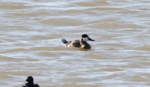 Ruddy Duck - ML188100451