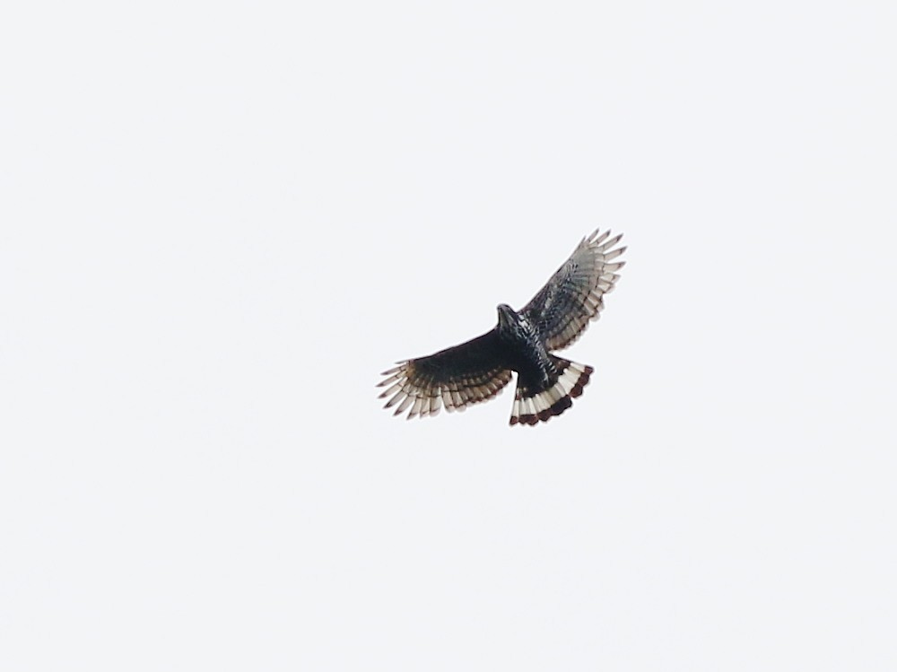Águila de Indonesia - ML188103551