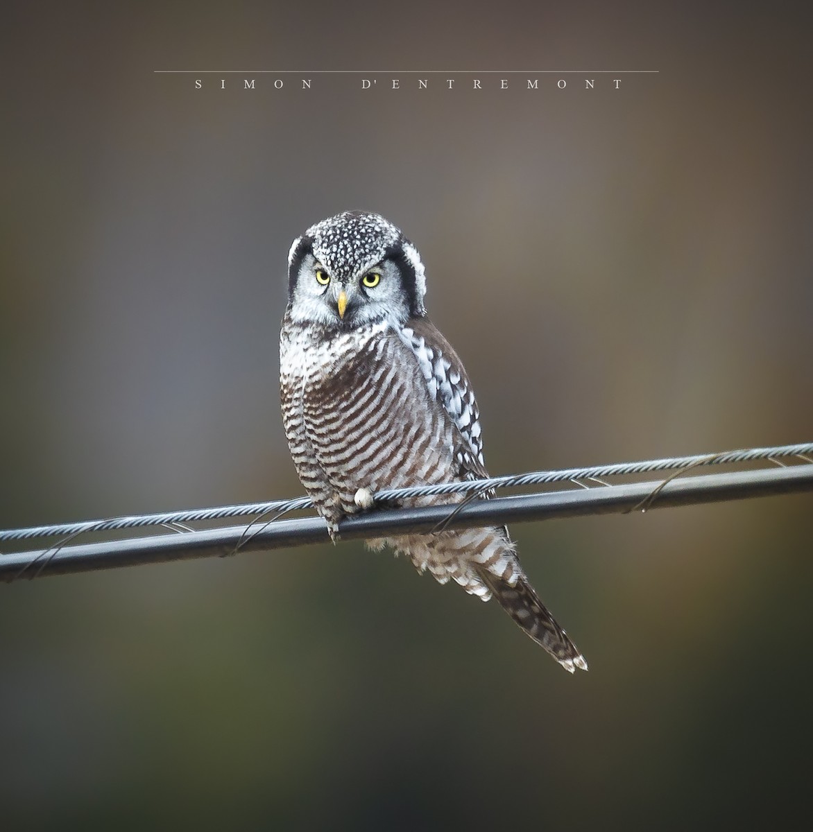Northern Hawk Owl - ML188104091