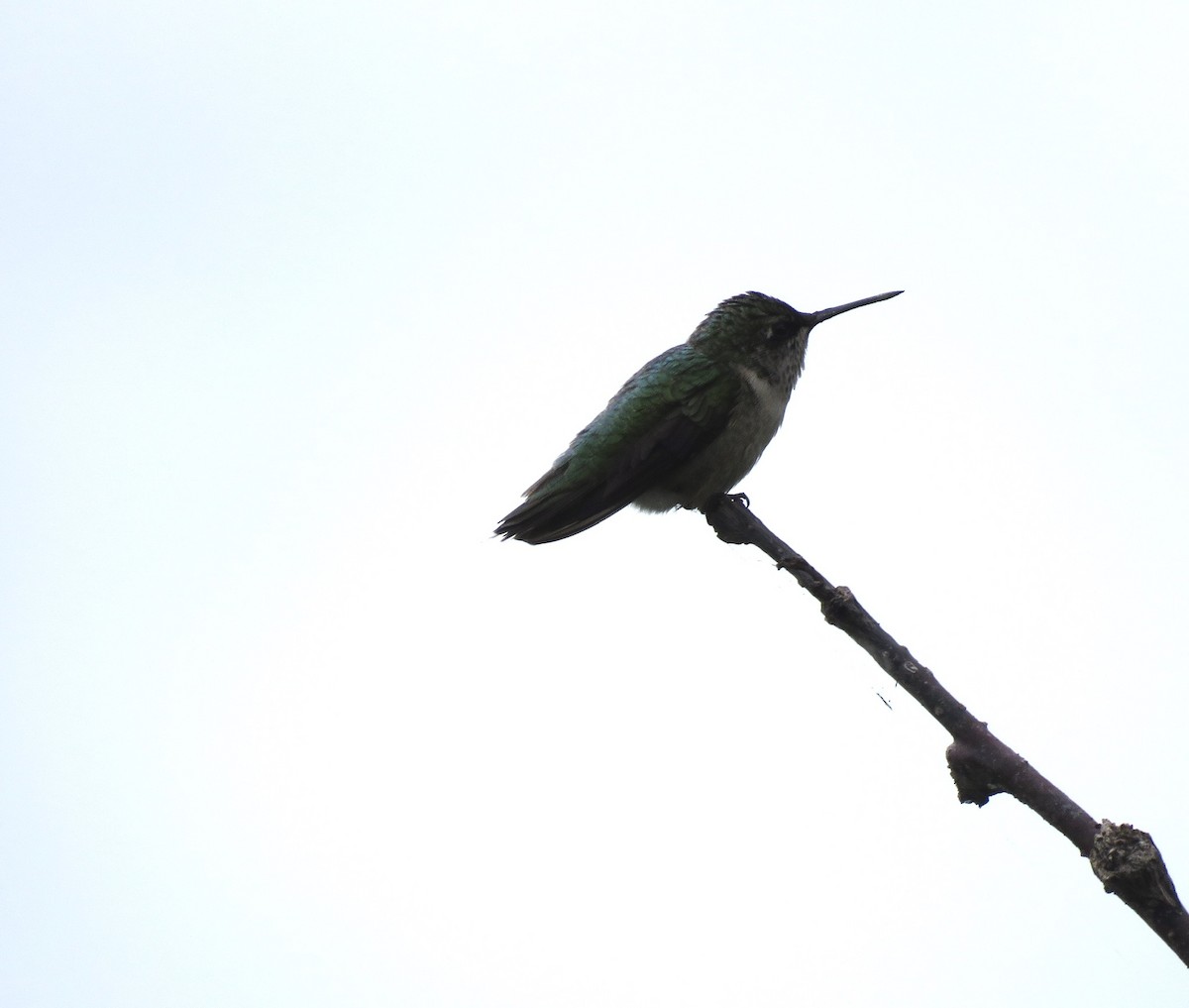 Colibri à gorge rubis - ML188104861