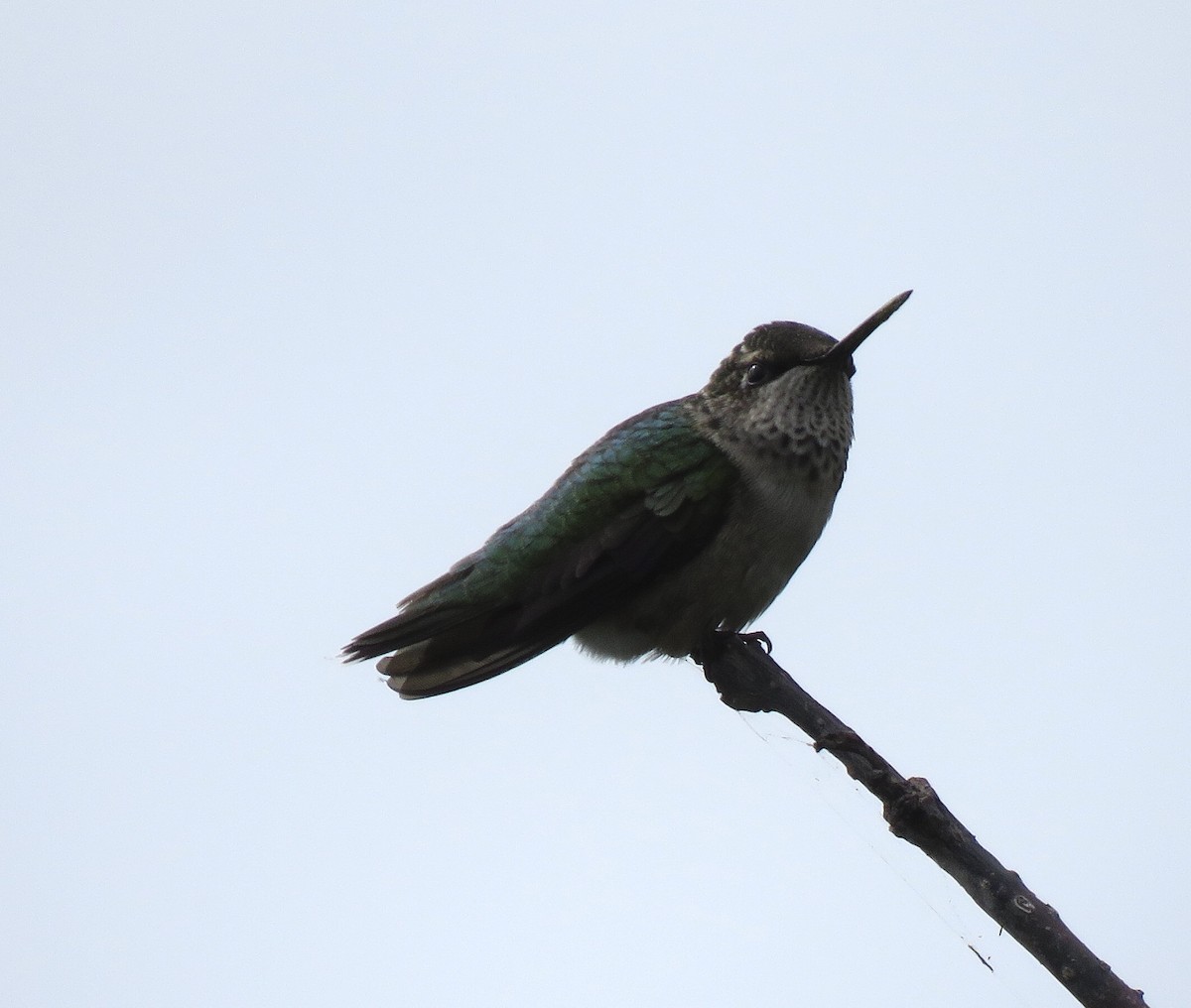 Colibri à gorge rubis - ML188104911