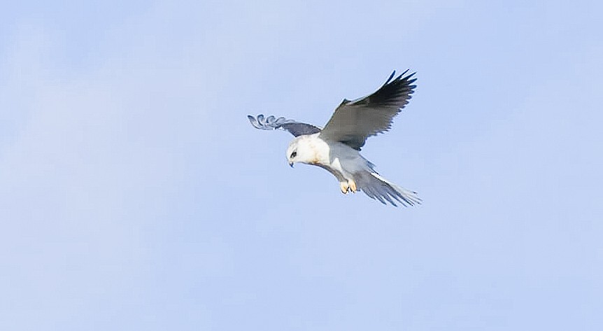 White-tailed Kite - ML188106131