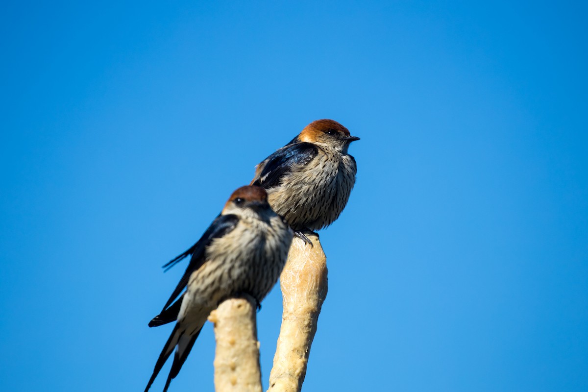 Greater Striped Swallow - ML188106221
