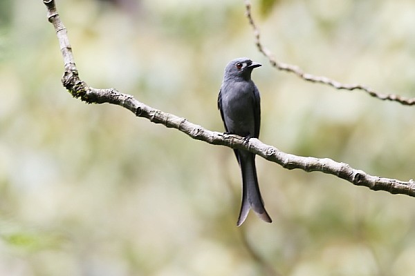 drongo kouřový - ML188107851