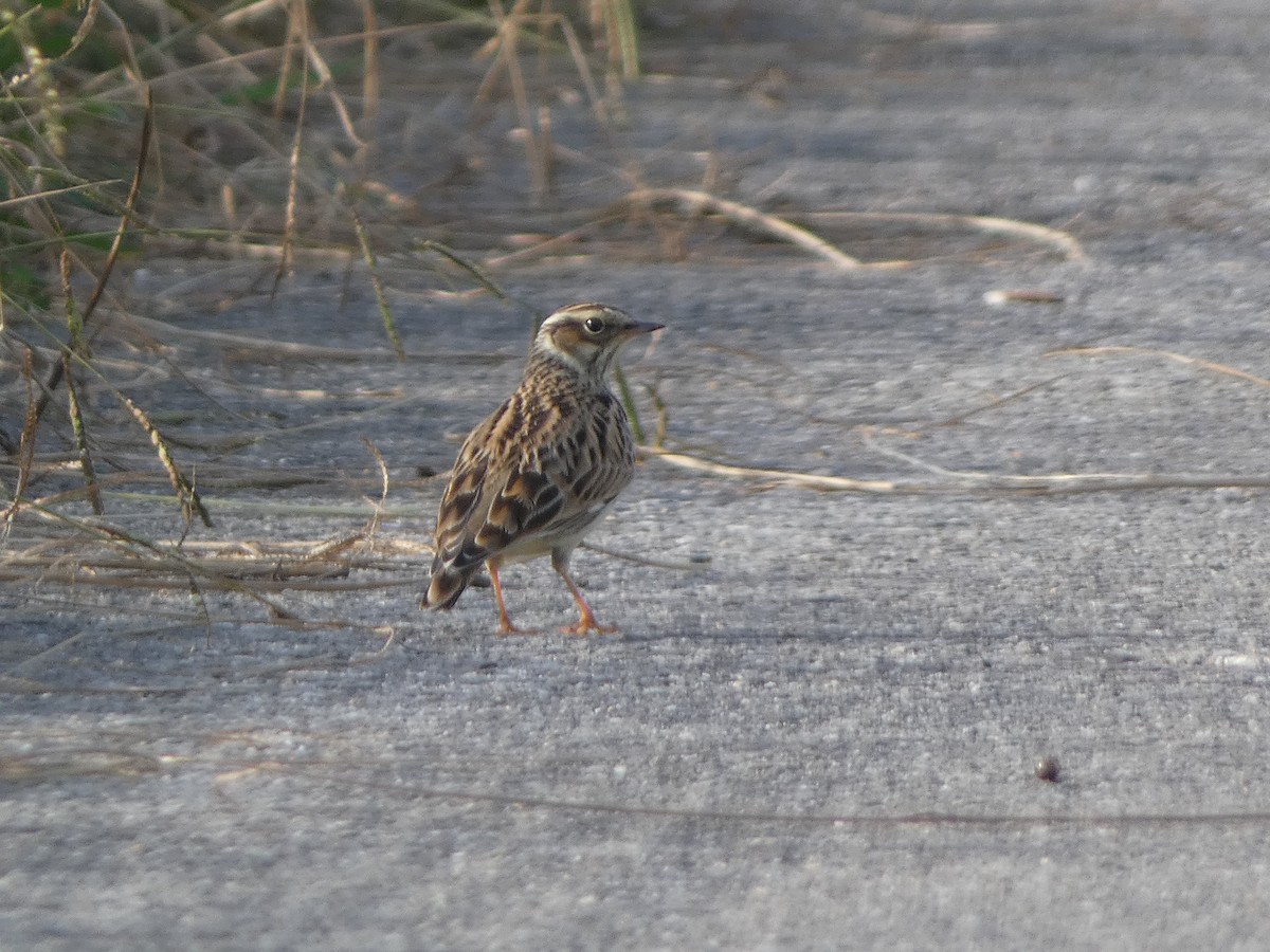 Wood Lark - ML188109731