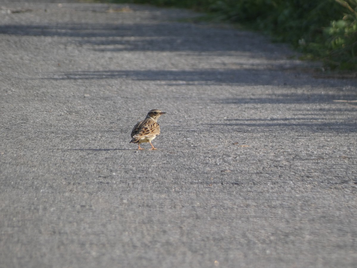 Wood Lark - ML188109771