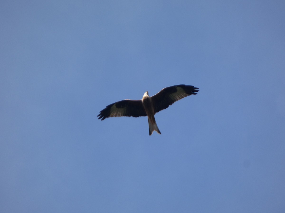 Red Kite - ML188109901