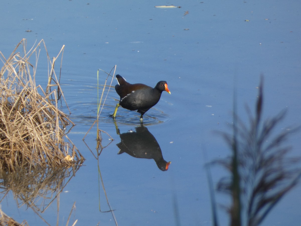 Eurasian Moorhen - ML188111261