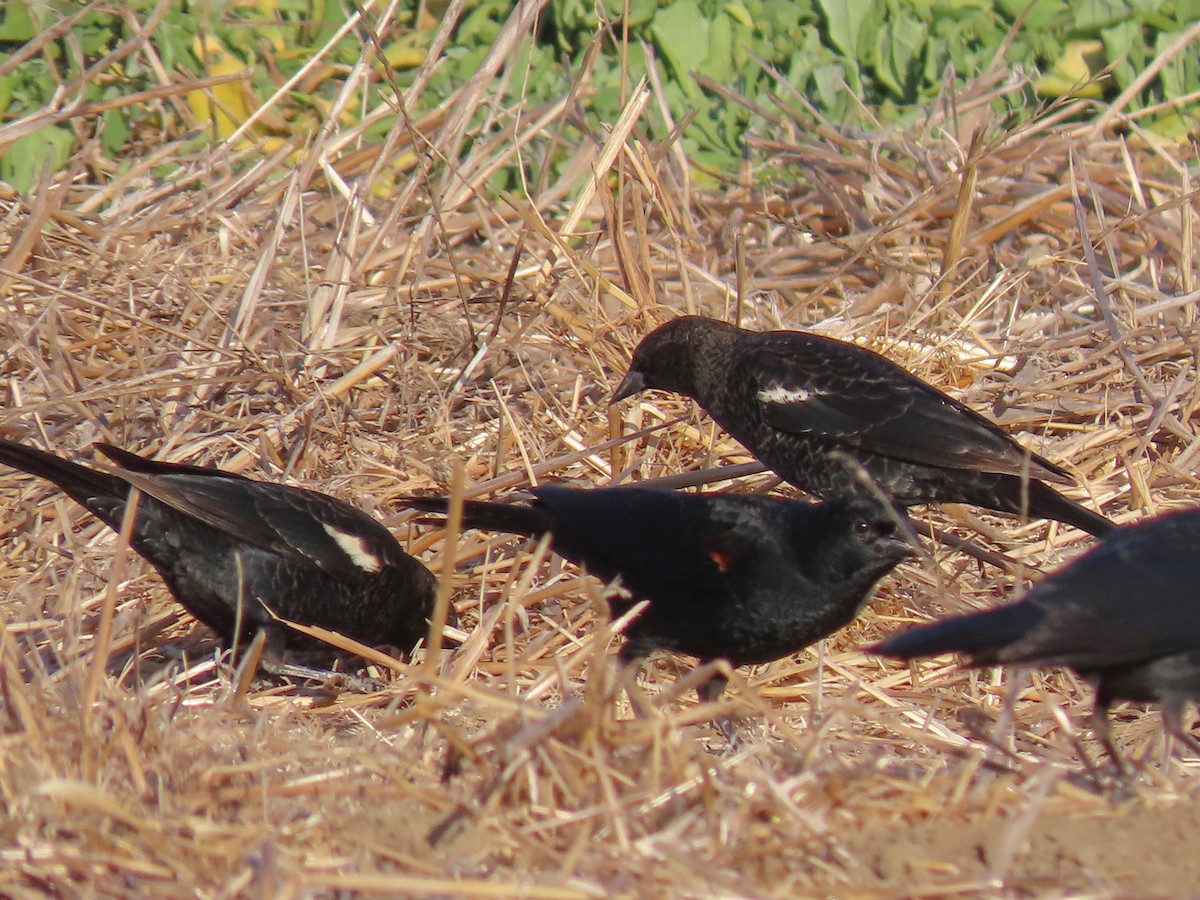 Tricolored Blackbird - ML188111971