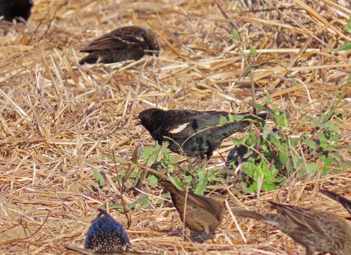 Tricolored Blackbird - ML188112161