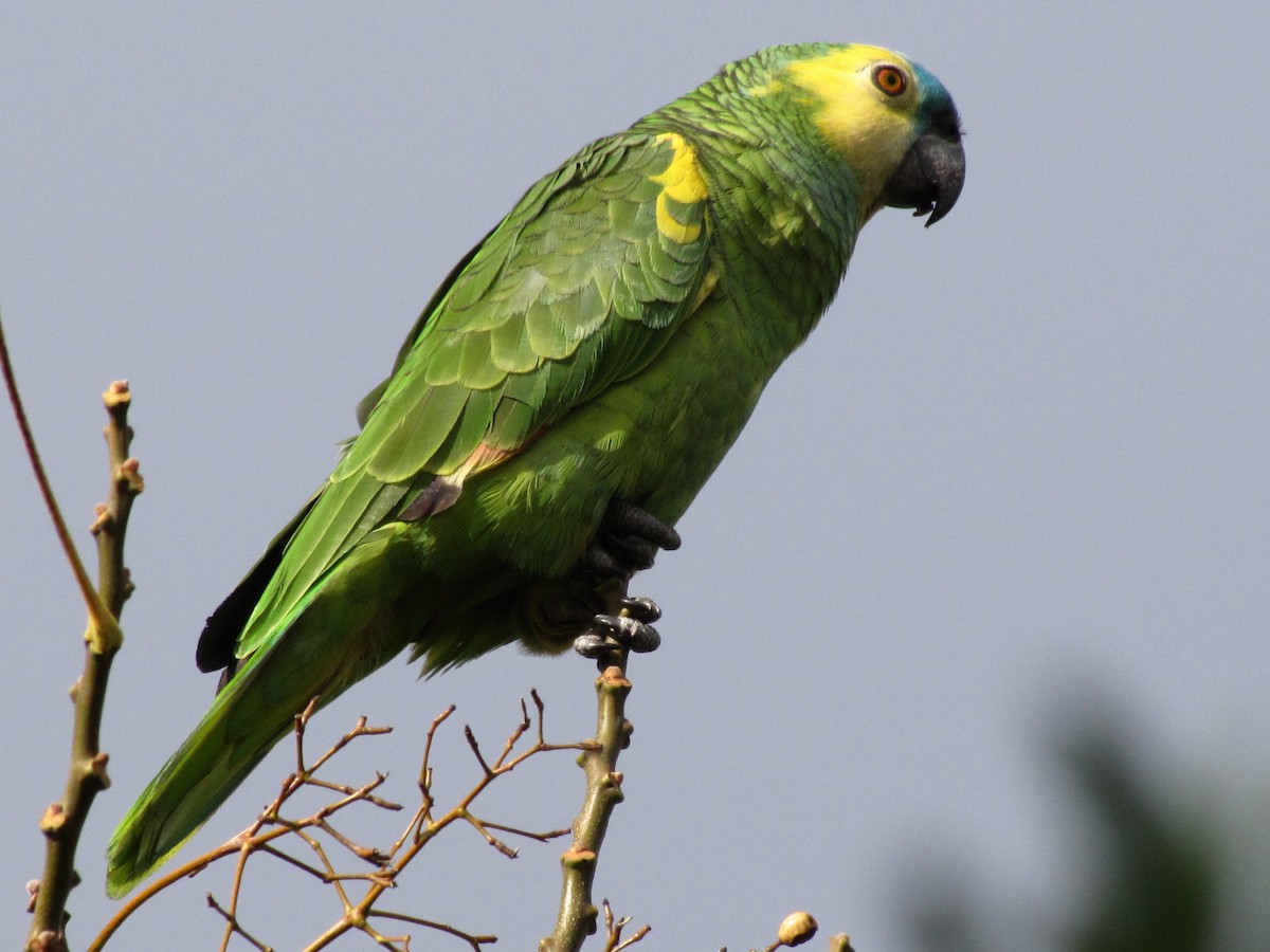 Turquoise-fronted Parrot - Diego Bastías Birding Guide