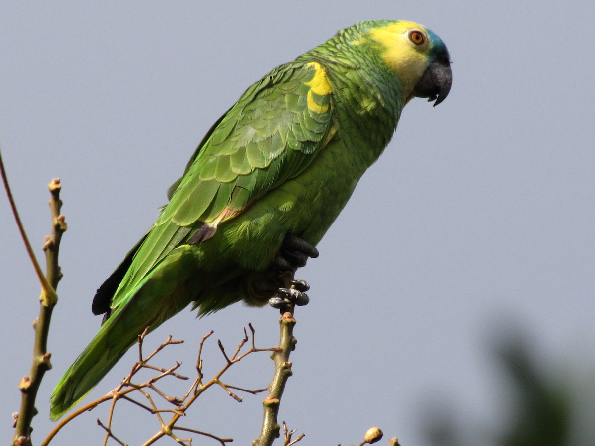 Amazona Frentiazul - ML188112911