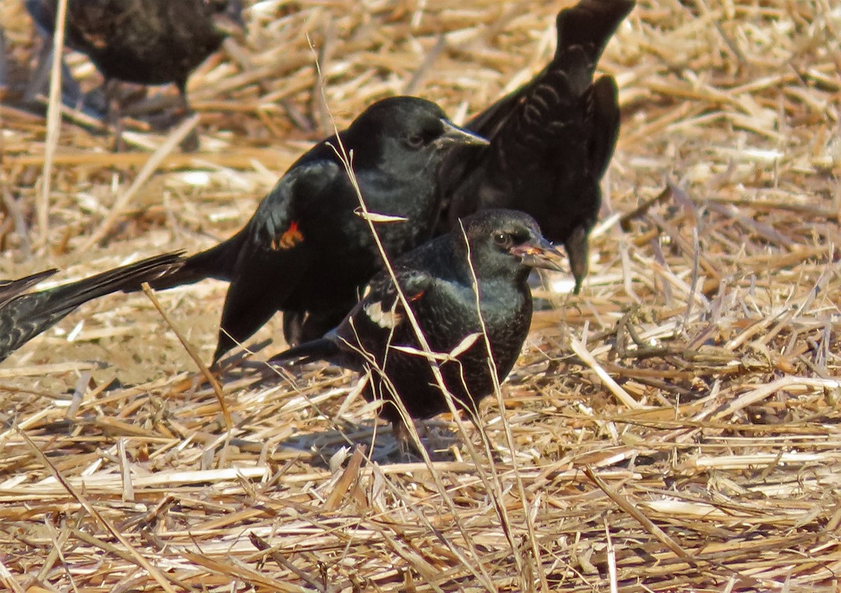 Tricolored Blackbird - ML188113301