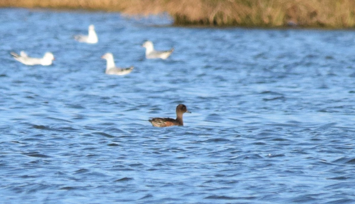 Eurasian Wigeon - ML188113471