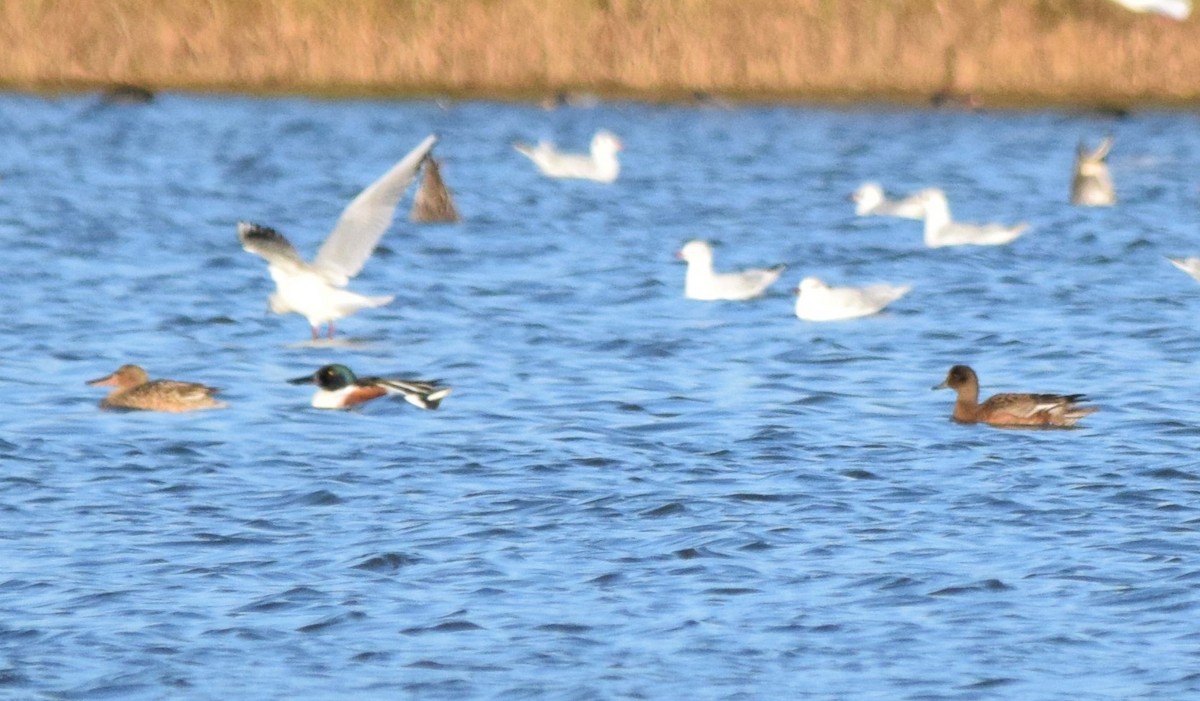 Eurasian Wigeon - ML188113491