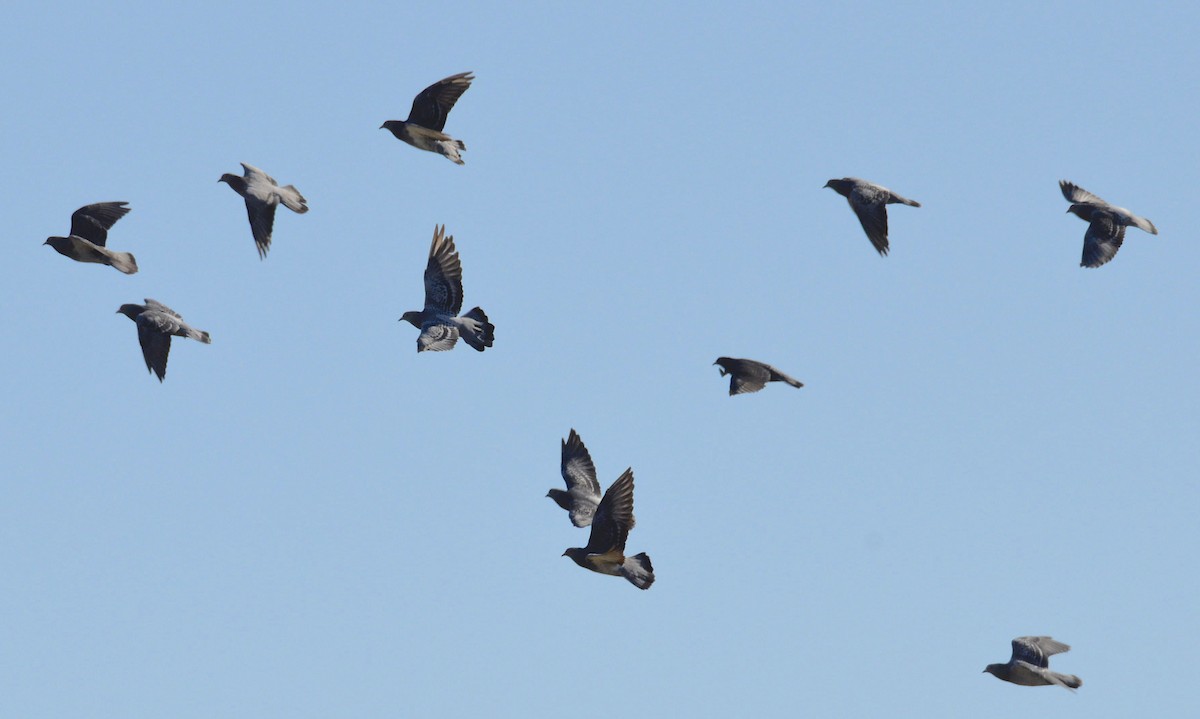 Rock Pigeon (Feral Pigeon) - ML188113581