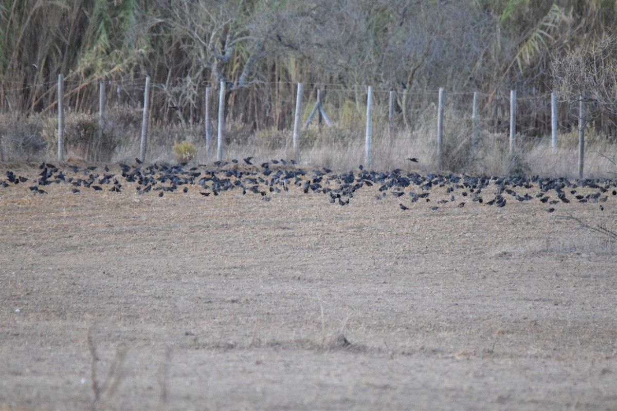 Spotless Starling - ML188115021