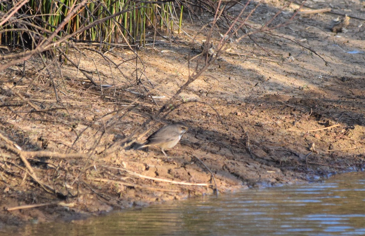 Bluethroat - ML188115111