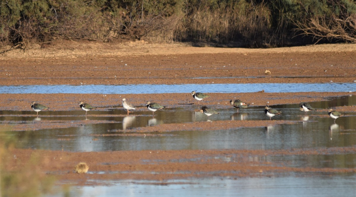 Northern Lapwing - ML188115191