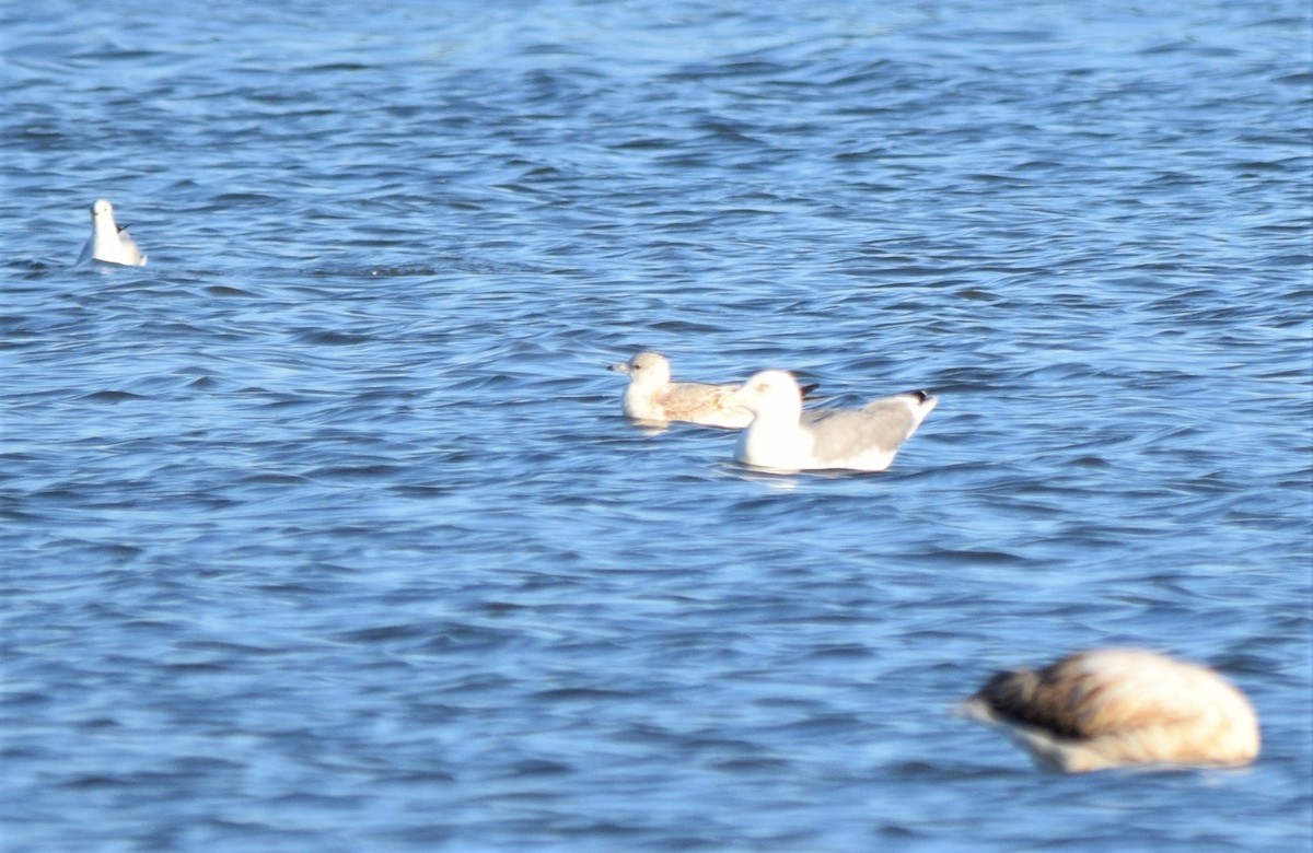 Common Gull - ML188115401