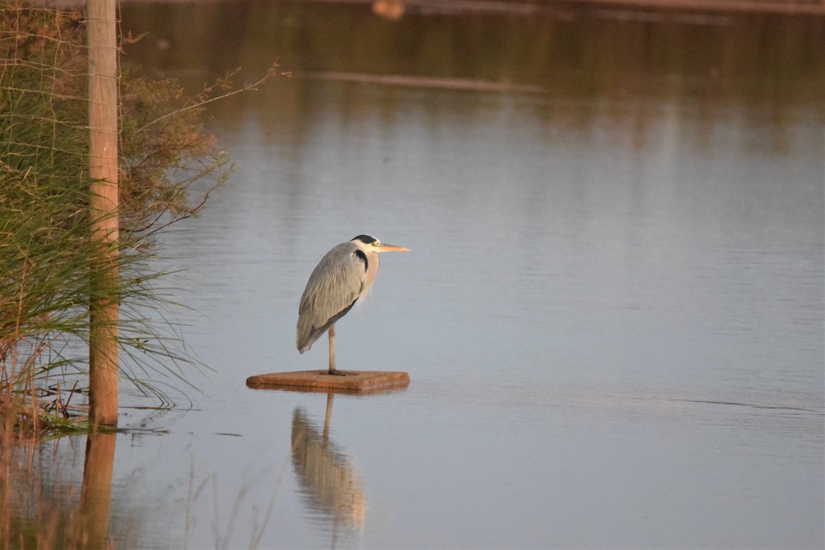 Gray Heron - ML188115861