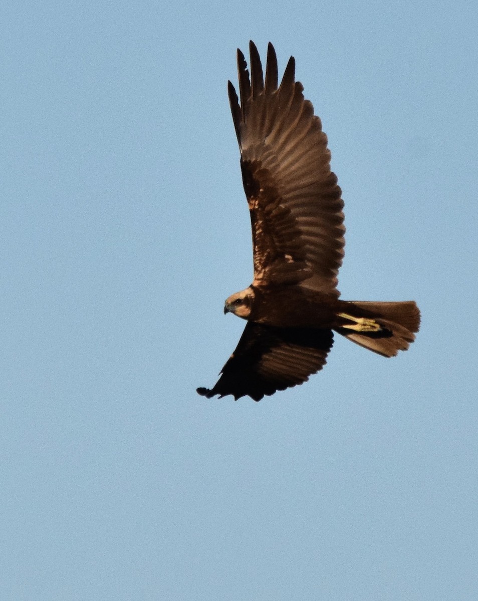 Western Marsh Harrier - ML188115881