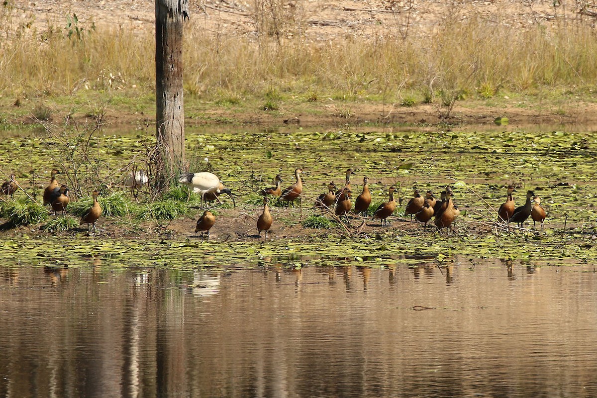 Wandering Whistling-Duck - Michael Hawk