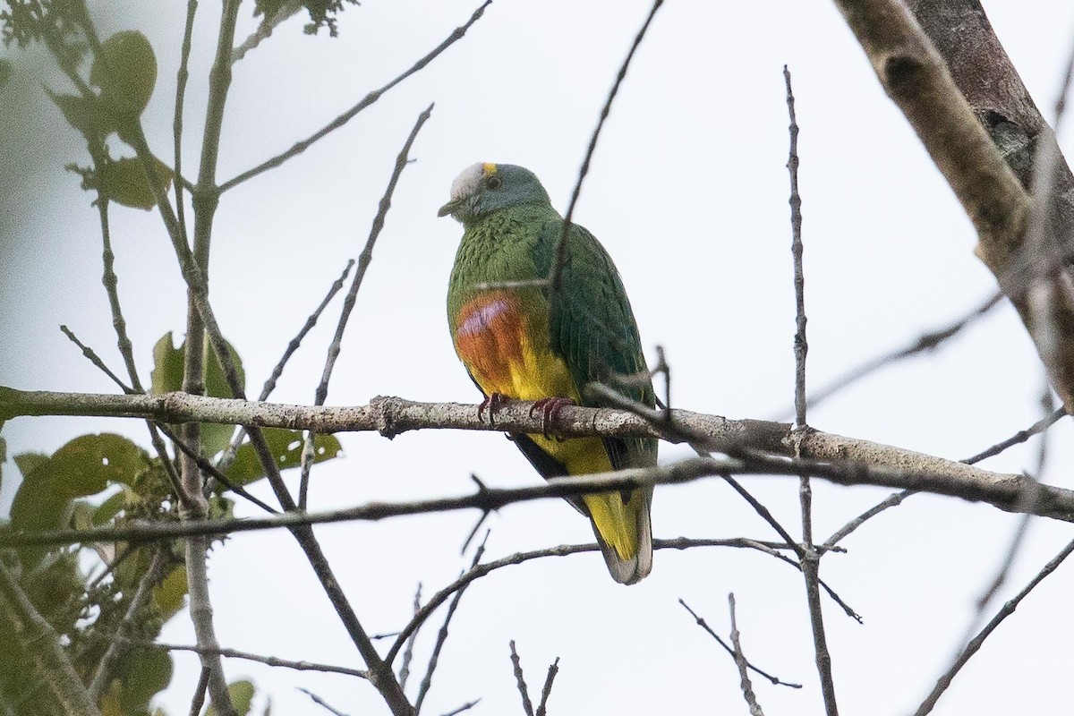 Coroneted Fruit-Dove - ML188120131