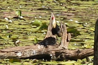 Jacana à crête - ML188120191