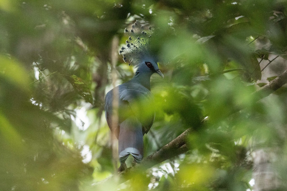 Victoria Crowned-Pigeon - Eric VanderWerf