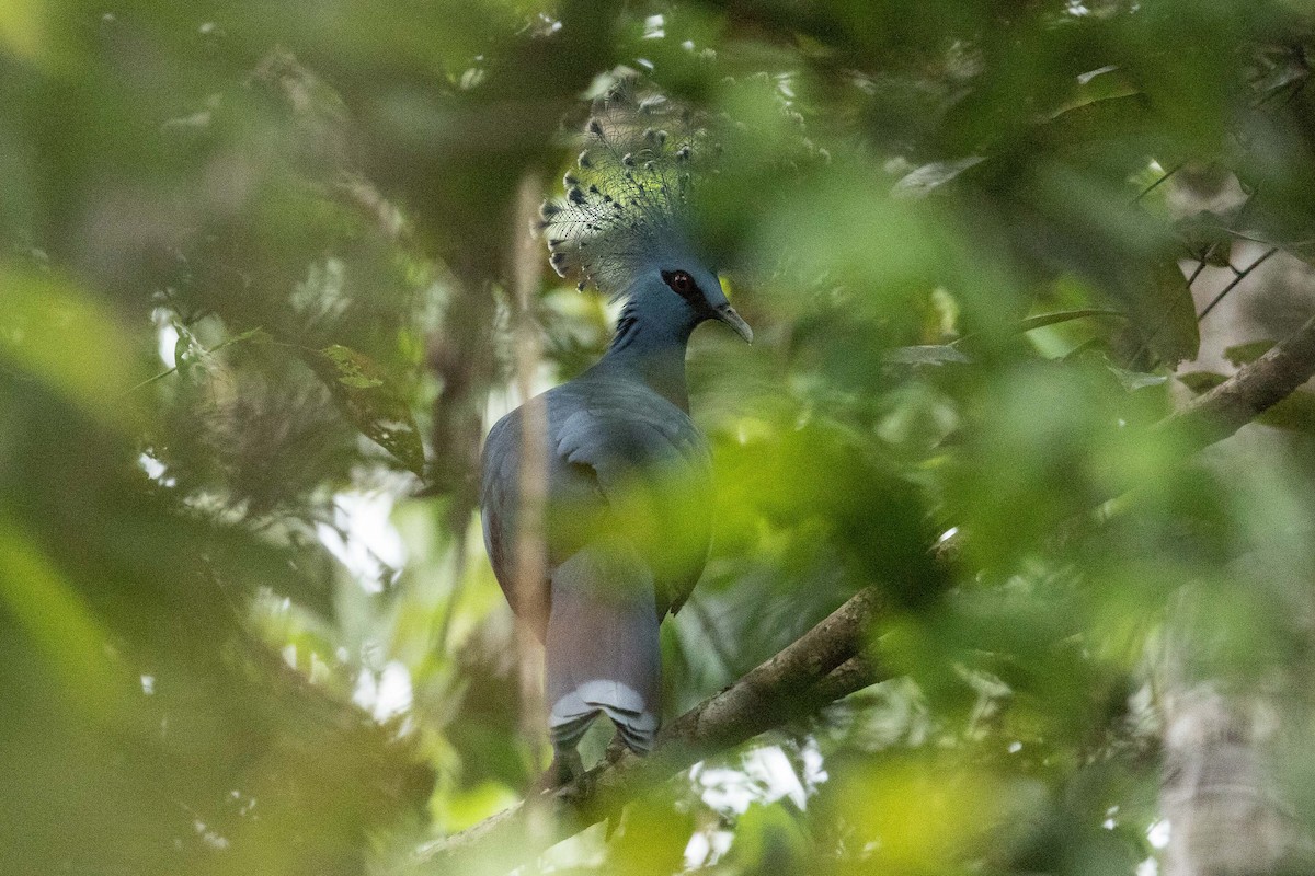 Victoria Crowned-Pigeon - ML188120651