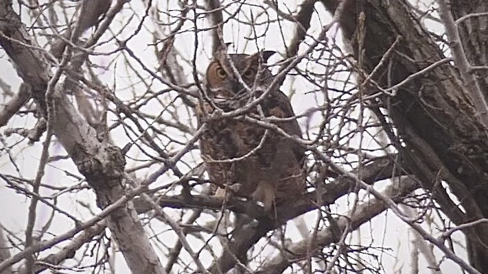 Great Horned Owl - ML188121411